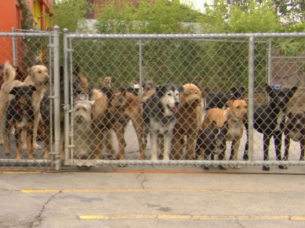 Hundehviskeren - Major Jones, Josie, and Scrappy