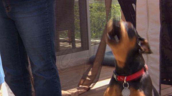 Hundehviskeren - Cesar’s Toughest Cases