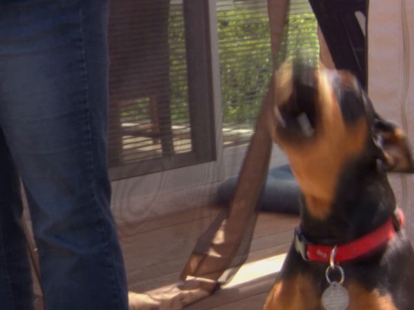 Hundehviskeren - Cesar’s Toughest Cases