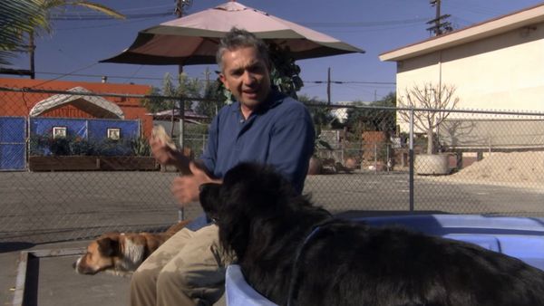 Hundehviskeren - Greta & Hoss, Storm, and Chula