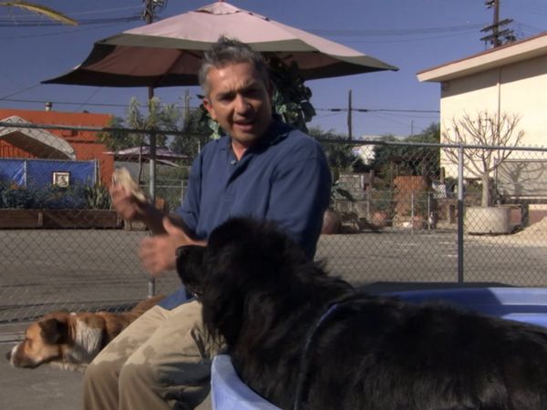 Hundehviskeren - Greta & Hoss, Storm, and Chula