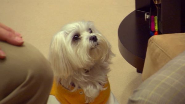 Hundehviskeren - Princess Cujo, Prada, and Bearz