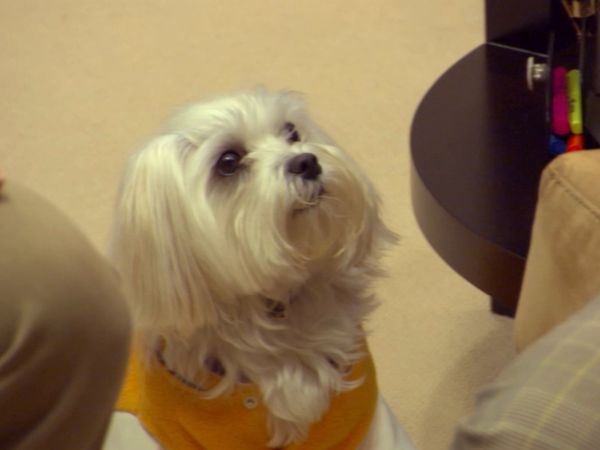 Hundehviskeren - Princess Cujo, Prada, and Bearz