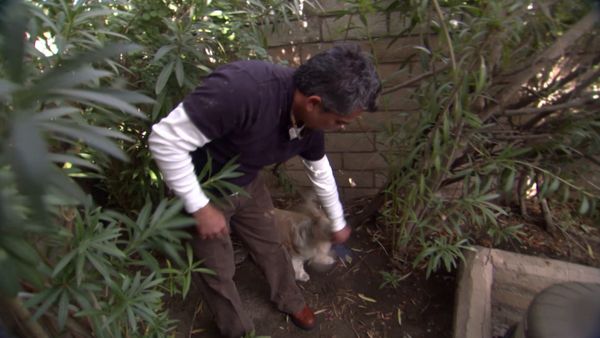 Hundehviskeren - Eton & Dolly, and the Pups on Parole