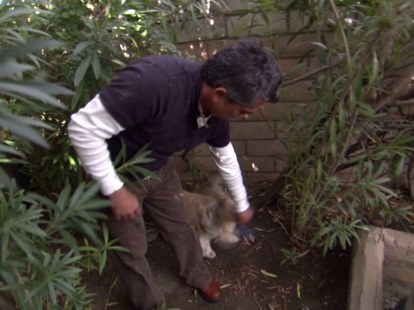 Hundehviskeren - Eton & Dolly, and the Pups on Parole