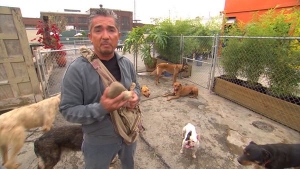 Hundehviskeren - Power of the Pack
