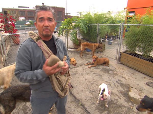 Hundehviskeren - Power of the Pack