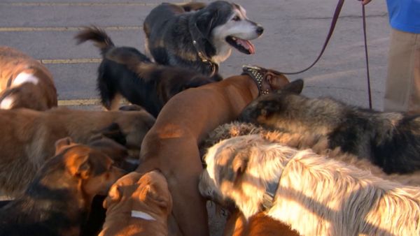 Hundehviskeren - Vicky & Taz, Punkin, and Maddy