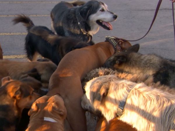 Hundehviskeren - Vicky & Taz, Punkin, and Maddy
