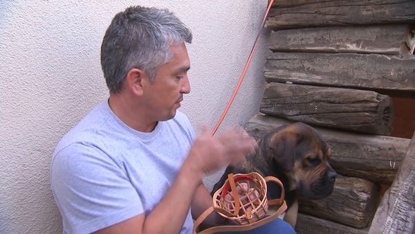 Hundehviskeren - Argonaut & Patches