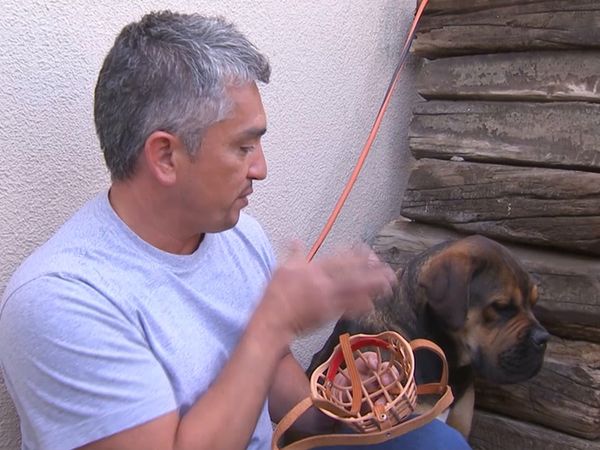 Hundehviskeren - Argonaut & Patches
