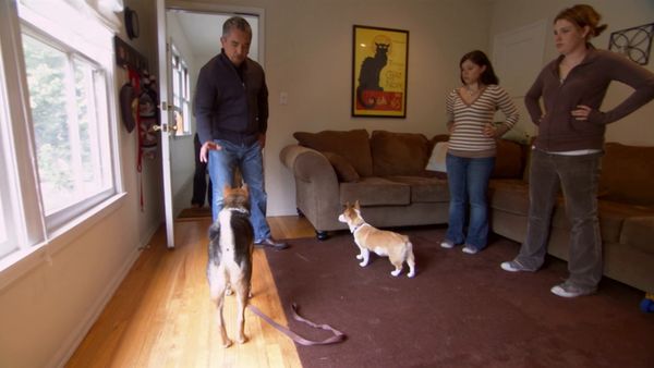Hundehviskeren - Cotton, Ricky, and Lila & Duke
