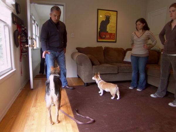 Hundehviskeren - Cotton, Ricky, and Lila & Duke