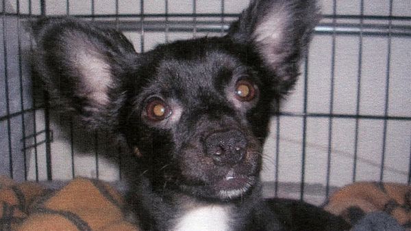 Hundehviskeren - various dogs and Chuy, Jack & Carmine