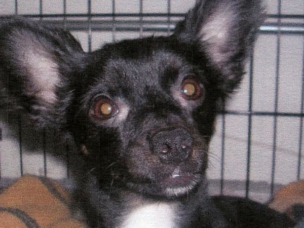 Hundehviskeren - various dogs and Chuy, Jack & Carmine