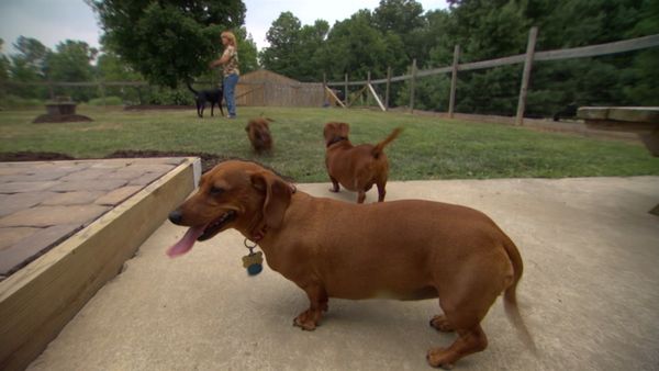 Hundehviskeren - Riley & Sophie, Aussie and Lulu, Bebe, & Sasha