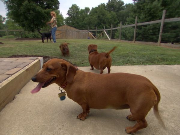 Hundehviskeren - Riley & Sophie, Aussie and Lulu, Bebe, & Sasha