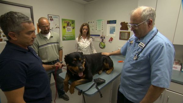 Hundehviskeren - Titan, Candy and Bella