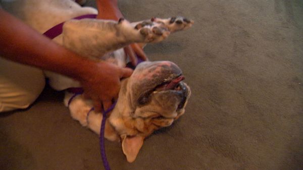 Hundehviskeren - Wilshire and Butch
