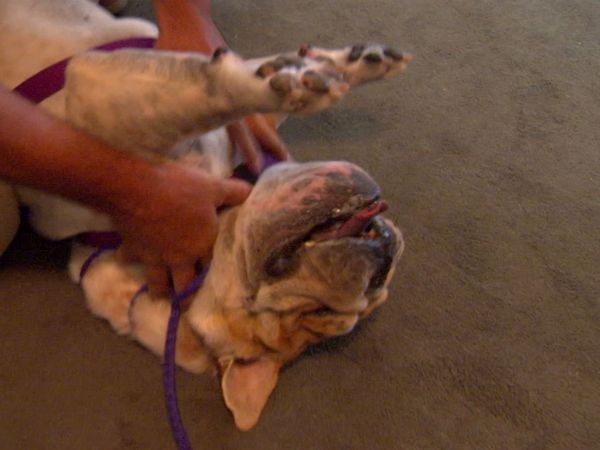 Hundehviskeren - Wilshire and Butch