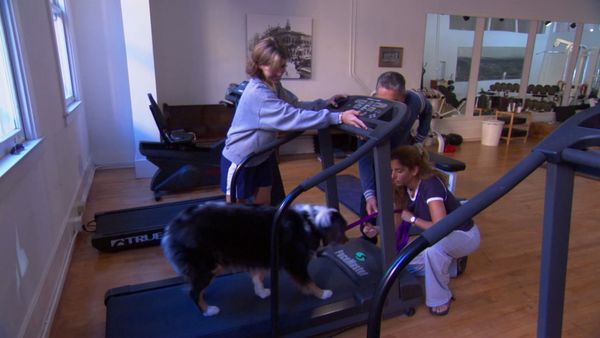 Hundehviskeren - Joe, and Penny, Roxy, Rico, Lou, & Solomon, and Promise