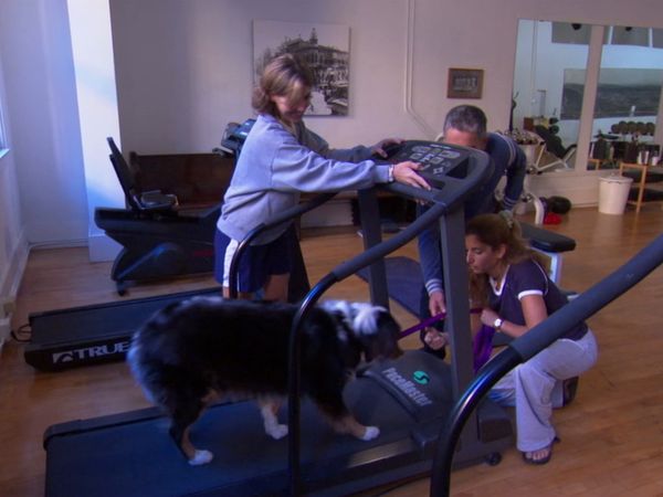 Hundehviskeren - Joe, and Penny, Roxy, Rico, Lou, & Solomon, and Promise