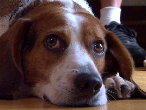 Hundehviskeren - Fondue, Chip, Hope & Joyjoy, and Elmer