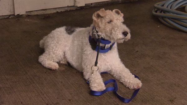 Hundehviskeren - Made in Japan, Lawnmower Licker
