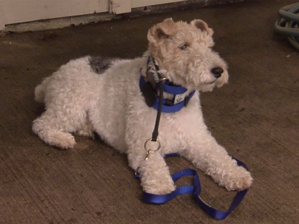 Hundehviskeren - Made in Japan, Lawnmower Licker