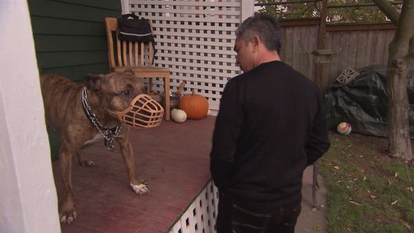 Hundehviskeren - Buddy: Red Alert