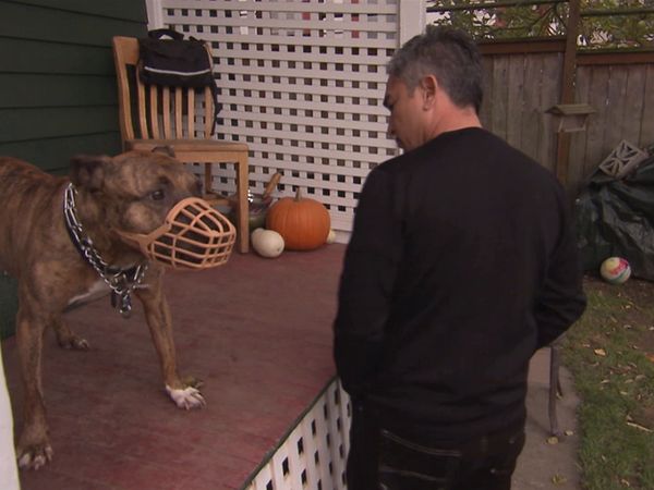 Hundehviskeren - Buddy: Red Alert