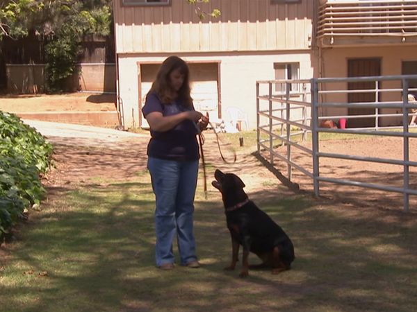 Hundehviskeren - A Lack of Vision, Wound Up Rottie, Attack of the Peek-a-Poo