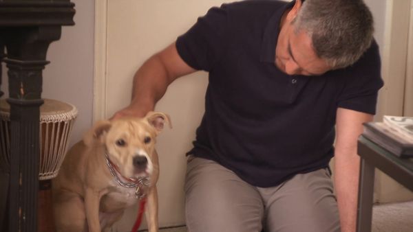 Hundehviskeren - Luna and K9 Sniffers