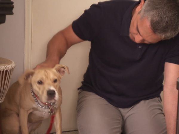 Hundehviskeren - Luna and K9 Sniffers