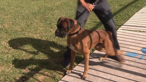 Hundehviskeren - Reggie, Diva, Rocco, & Vito, and Mugsy