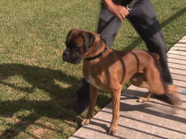 Hundehviskeren - Reggie, Diva, Rocco, & Vito, and Mugsy