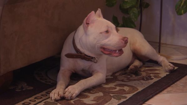 Hundehviskeren - Bam Bam
