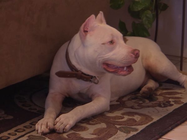 Hundehviskeren - Bam Bam