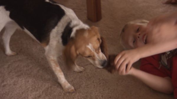 Hundehviskeren - Gus, Abbey, and Vinnie