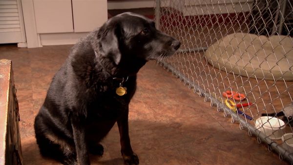 Hundehviskeren - Widow’s Dogs, Drool Dog, Dexter Follow-up