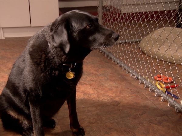 Hundehviskeren - Widow’s Dogs, Drool Dog, Dexter Follow-up