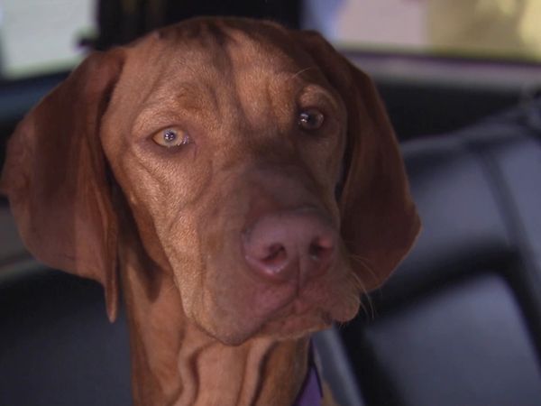 Hundehviskeren - Tenacious B