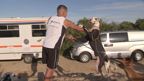 Hundehviskeren - The Dog Whisperer: Cesar Down Under