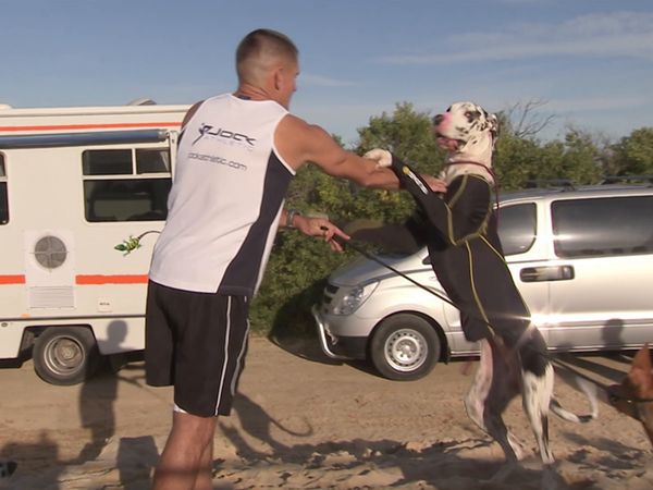 Hundehviskeren - The Dog Whisperer: Cesar Down Under