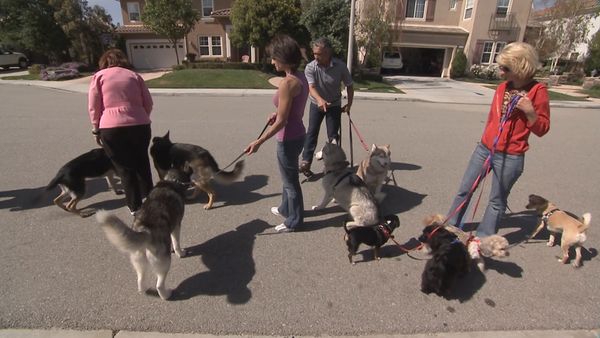 Hundehviskeren - Desperate Housedogs