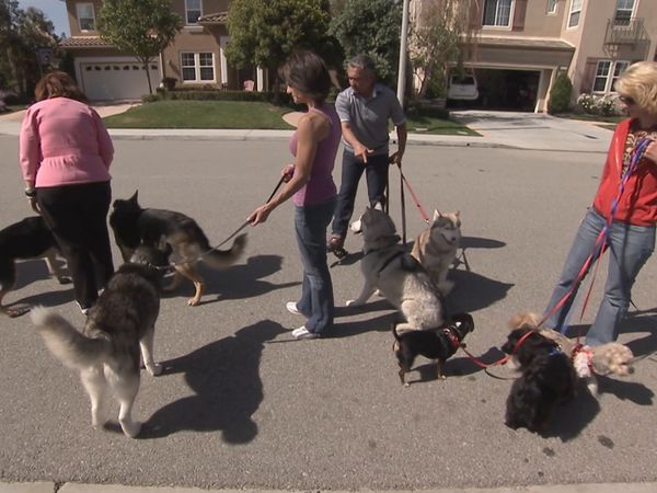 Hundehviskeren - Desperate Housedogs