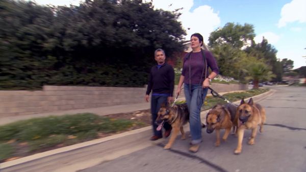 Hundehviskeren - Most Aggressive Breeds