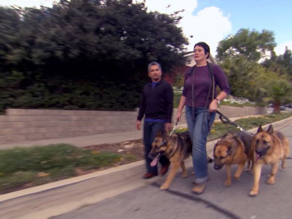 Hundehviskeren - Most Aggressive Breeds