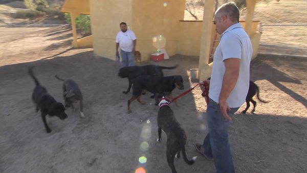 Hundehviskeren - Chloe, Gotti and Madison