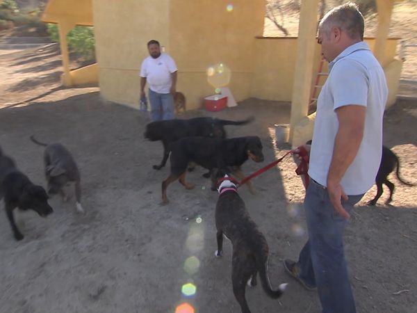 Hundehviskeren - Chloe, Gotti and Madison